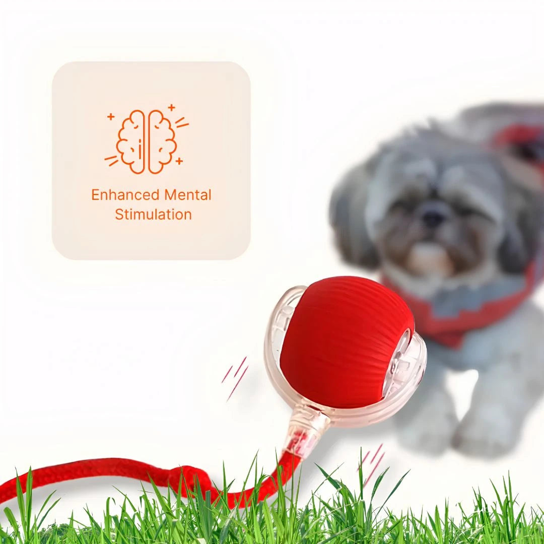 SkitterBall Interactive Pet Ball - Simplify. Australia