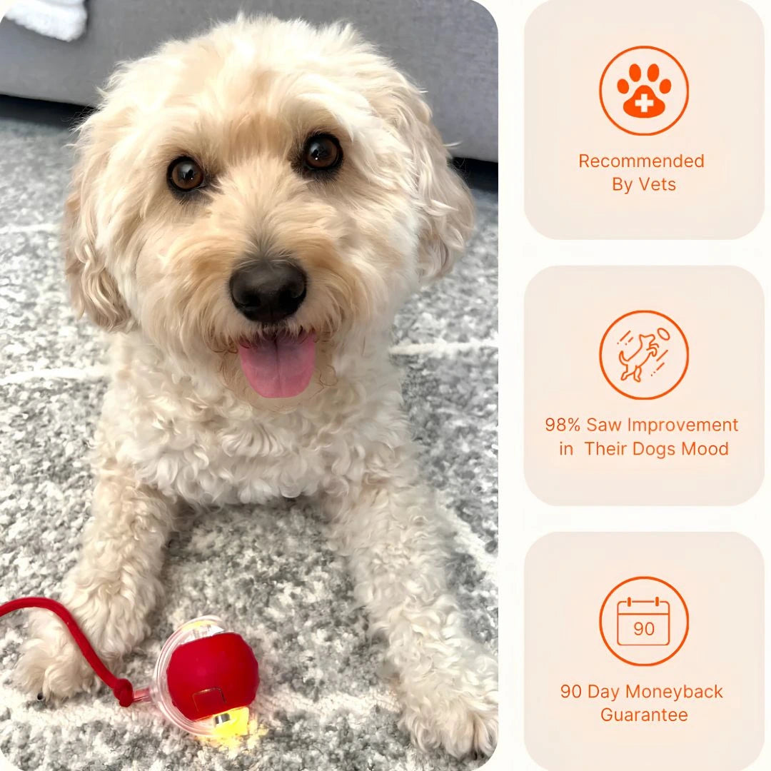 SkitterBall Interactive Pet Ball - Simplify. Australia